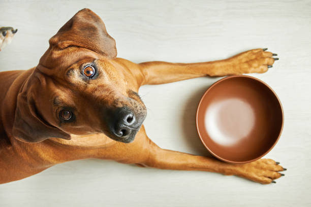 L’impact des régimes sans céréales sur le poids de votre chien
