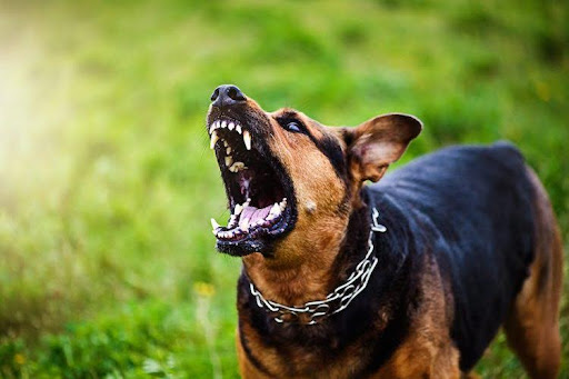 Comprendre l’agressivité chez les chiens