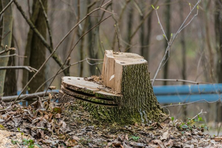 Les différentes méthodes de dessouchage d’arbre : chimique ou mécanique ?