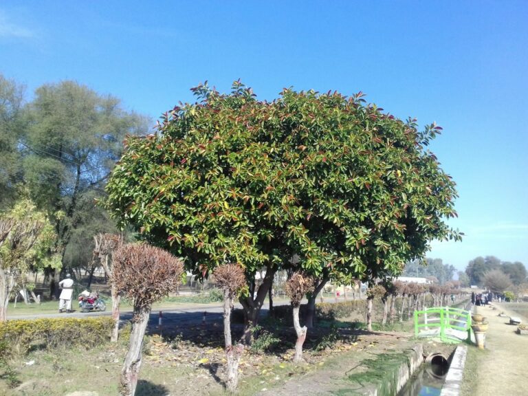 L’élagage d’arbres fruitiers : comment maximiser la production