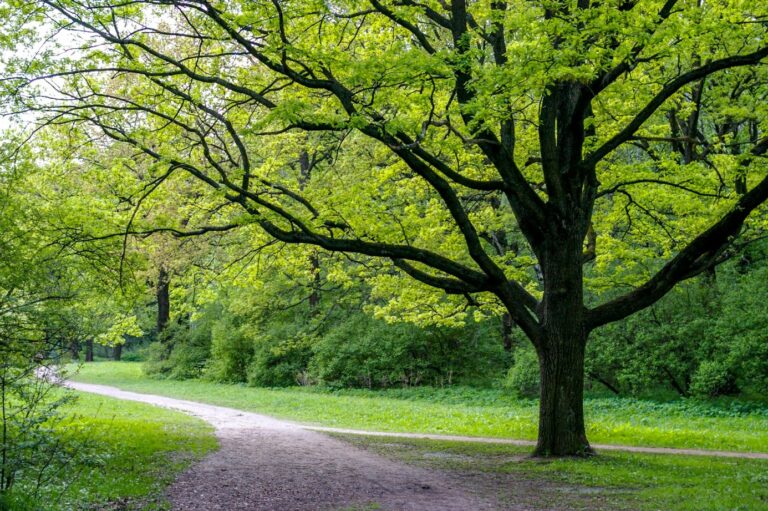 Les avantages écologiques de l’élagage d’arbres