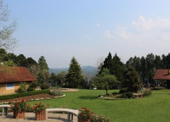 Les avantages d&rsquo;une clôture végétale pour votre jardin