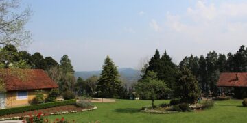 Les avantages d&rsquo;une clôture végétale pour votre jardin