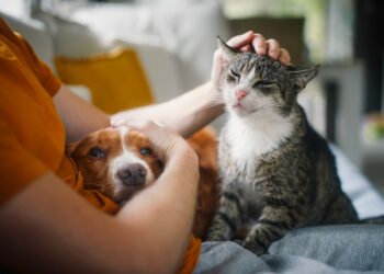 Les erreurs courantes qui nuisent à la santé de votre animal de compagnie
